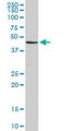 TADA2B Antibody - MGC21874 monoclonal antibody (M08), clone 1C8. Western blot of MGC21874 expression in Raw 264.7.