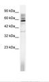 TAF15 Antibody - HepG2 Cell Lysate.  This image was taken for the unconjugated form of this product. Other forms have not been tested.