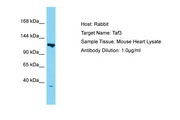 TAF3 Antibody -  This image was taken for the unconjugated form of this product. Other forms have not been tested.