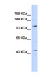 TAF4 Antibody - TAF4 antibody Western blot of 293T cell lysate. This image was taken for the unconjugated form of this product. Other forms have not been tested.