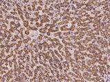 TAF4B Antibody - Immunochemical staining of human TAF4B in human liver with rabbit polyclonal antibody at 1:100 dilution, formalin-fixed paraffin embedded sections.
