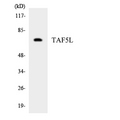 TAF5L Antibody - Western blot analysis of the lysates from HepG2 cells using TAF5L antibody.