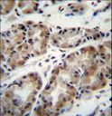 TAF8 Antibody - TAF8 Antibody immunohistochemistry of formalin-fixed and paraffin-embedded human stomach tissue followed by peroxidase-conjugated secondary antibody and DAB staining.