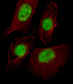 TAF9 Antibody - Fluorescent image of U251 cell stained with TAF9 Antibody. U251 cells were fixed with 4% PFA (20 min), permeabilized with Triton X-100 (0.1%, 10 min), then incubated with TAF9 primary antibody (1:25, 1 h at 37°C). For secondary antibody, Alexa Fluor 488 conjugated donkey anti-rabbit antibody (green) was used (1:400, 50 min at 37°C). Cytoplasmic actin was counterstained with Alexa Fluor 555 (red) conjugated Phalloidin (7units/ml, 1 h at 37°C). TAF9 immunoreactivity is localized to Nucleus significantly.