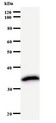 TAF9B Antibody - Western blot of immunized recombinant protein using TAF9L antibody.