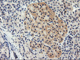 TAPBPL / TAPBPR Antibody - IHC of paraffin-embedded Human pancreas tissue using anti-TAPBPL mouse monoclonal antibody.
