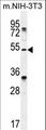 TAPT1 Antibody - TAPT1 Antibody western blot of mouse NIH-3T3 cell line lysates (35 ug/lane). The TAPT1 antibody detected the TAPT1 protein (arrow).