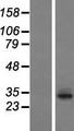 TAS2R60 Protein - Western validation with an anti-DDK antibody * L: Control HEK293 lysate R: Over-expression lysate