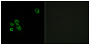 TAS2R7 / T2R7 Antibody - Immunofluorescence analysis of MCF7 cells, using TAS2R7 Antibody. The picture on the right is blocked with the synthesized peptide.
