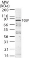 TAX1BP1 Antibody - Western blot of TRAF6BP using antibody at 2 ug/ml dilution against 20 ug of Raji cells.