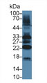 TAZ Antibody - Western Blot; Sample: Mouse Heart lysate; Primary Ab: 5µg/ml Rabbit Anti-Mouse TAZ Antibody Second Ab: 0.2µg/mL HRP-Linked Caprine Anti-Rabbit IgG Polyclonal Antibody