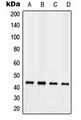 TAZ Antibody - Western blot analysis of TAZ expression in MCF7 (A); NIH3T3 (B); H9C2 (C); human heart (D) whole cell lysates.
