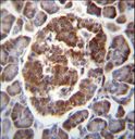 TBC1D22A Antibody - TBC1D22A Antibody immunohistochemistry of formalin-fixed and paraffin-embedded human pancreas tissue followed by peroxidase-conjugated secondary antibody and DAB staining.