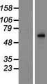 TBC1D3C Protein - Western validation with an anti-DDK antibody * L: Control HEK293 lysate R: Over-expression lysate