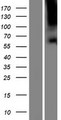 TBC1D3F Protein - Western validation with an anti-DDK antibody * L: Control HEK293 lysate R: Over-expression lysate