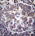 TBL2 Antibody - TBL2 Antibody immunohistochemistry of formalin-fixed and paraffin-embedded human pancreas tissue followed by peroxidase-conjugated secondary antibody and DAB staining.