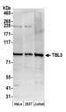 TBL3 Antibody - Detection of human TBL3 by western blot. Samples: Whole cell lysate (50 µg) from HeLa, HEK293T, and Jurkat cells prepared using NETN lysis buffer. Antibody: Affinity purified rabbit anti-TBL3 antibody used for WB at 0.4 µg/ml. Detection: Chemiluminescence with an exposure time of 30 seconds.