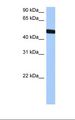 TBX20 Antibody - HepG2 cell lysate. Antibody concentration: 0.5 ug/ml. Gel concentration: 12%.  This image was taken for the unconjugated form of this product. Other forms have not been tested.