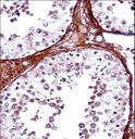 TBX5 Antibody - TBX5 Antibody immunohistochemistry of formalin-fixed and paraffin-embedded human testis tissue followed by peroxidase-conjugated secondary antibody and DAB staining.