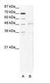 TBX5 Antibody - A: Marker, B: HepG2 Cell Lysate.  This image was taken for the unconjugated form of this product. Other forms have not been tested.