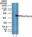 TBXT / T / Brachyury Antibody - Western blot of Brachyury in U87 cell lysate. Lane 1 shows pre-immune sera, lane 2 shows Polyclonal Antibody to Brachyury tested at 2 ug/ml.
