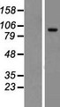 TCAF2 / FAM115C Protein - Western validation with an anti-DDK antibody * L: Control HEK293 lysate R: Over-expression lysate