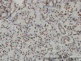TCEA3 Antibody - Immunoperoxidase of monoclonal antibody to TCEA3 on formalin-fixed paraffin-embedded human salivary gland. [antibody concentration 3 ug/ml]