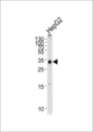 TCEAL2 Antibody - Western blot of lysate from HepG2 cell line, using TCEAL2 Antibody. Antibody was diluted at 1:1000 at each lane. A goat anti-rabbit IgG H&L (HRP) at 1:5000 dilution was used as the secondary antibody. Lysate at 35ug per lane.