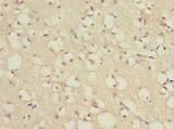 TCEAL7 Antibody - Immunohistochemistry of paraffin-embedded human brain using antibody at dilution of 1:100.