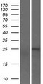 TCEAL8 Protein - Western validation with an anti-DDK antibody * L: Control HEK293 lysate R: Over-expression lysate