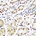 TCEB1 / Elongin C Antibody