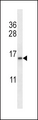 TCEB2 / Elongin B Antibody - TCEB2 Antibody western blot of K562 cell line lysates (35 ug/lane). The TCEB2 antibody detected the TCEB2 protein (arrow).