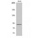 TCEB3 / Elongin A Antibody - Western blot of Elongin A1 antibody
