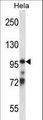 TCEB3 / Elongin A Antibody - TCEB3 Antibody western blot of HeLa cell line lysates (35 ug/lane). The TCEB3 antibody detected the TCEB3 protein (arrow).