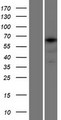 TCERG1L Protein - Western validation with an anti-DDK antibody * L: Control HEK293 lysate R: Over-expression lysate