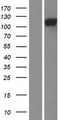 TCHHL1 Protein - Western validation with an anti-DDK antibody * L: Control HEK293 lysate R: Over-expression lysate