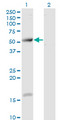 TCP11 Antibody - Western Blot analysis of TCP11 expression in transfected 293T cell line by TCP11 monoclonal antibody (M07), clone 2E3.Lane 1: TCP11 transfected lysate (Predicted MW: 49.3 KDa).Lane 2: Non-transfected lysate.
