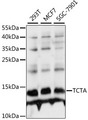TCTA Antibody - Western blot analysis of extracts of various cell lines, using TCTA antibody at 1:1000 dilution. The secondary antibody used was an HRP Goat Anti-Rabbit IgG (H+L) at 1:10000 dilution. Lysates were loaded 25ug per lane and 3% nonfat dry milk in TBST was used for blocking. An ECL Kit was used for detection and the exposure time was 3s.