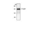 TDP2 / TTRAP Antibody