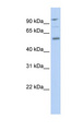 TEAD1 Antibody - TEAD1 antibody Western blot of HeLa lysate. This image was taken for the unconjugated form of this product. Other forms have not been tested.
