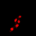 TEAD1 Antibody - Immunofluorescent analysis of TEAD1 staining in Raw264.7 cells. Formalin-fixed cells were permeabilized with 0.1% Triton X-100 in TBS for 5-10 minutes and blocked with 3% BSA-PBS for 30 minutes at room temperature. Cells were probed with the primary antibody in 3% BSA-PBS and incubated overnight at 4 C in a humidified chamber. Cells were washed with PBST and incubated with a DyLight 594-conjugated secondary antibody (red) in PBS at room temperature in the dark. DAPI was used to stain the cell nuclei (blue).