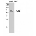 TEAD2 Antibody - Western blot of TEF-4 antibody