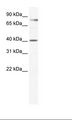 TEAD3 Antibody - Placenta Lysate.  This image was taken for the unconjugated form of this product. Other forms have not been tested.