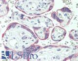 TEAD3 Antibody - Human Placenta: Formalin-Fixed, Paraffin-Embedded (FFPE)