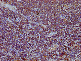 TEFM Antibody - Immunohistochemistry Dilution at 1:400 and staining in paraffin-embedded human lymph node tissue performed on a Leica BondTM system. After dewaxing and hydration, antigen retrieval was mediated by high pressure in a citrate buffer (pH 6.0). Section was blocked with 10% normal Goat serum 30min at RT. Then primary antibody (1% BSA) was incubated at 4°C overnight. The primary is detected by a biotinylated Secondary antibody and visualized using an HRP conjugated SP system.