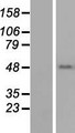 TEKT1 Protein - Western validation with an anti-DDK antibody * L: Control HEK293 lysate R: Over-expression lysate
