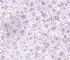 TEM7 Antibody - Immunohistochemistry of TEM7 in mouse liver tissue with TEM7 antibody at 2.5 ug/ml.