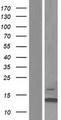 TEN1 Protein - Western validation with an anti-DDK antibody * L: Control HEK293 lysate R: Over-expression lysate