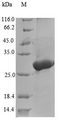 Larval cuticle protein A1A Protein - (Tris-Glycine gel) Discontinuous SDS-PAGE (reduced) with 5% enrichment gel and 15% separation gel.
