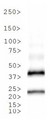 Tet Repressor Antibody - Western Blot: TetR Antibody - Analysis of TetR in 23kDa recombinant protein. Note the presence of a dimer.  This image was taken for the unconjugated form of this product. Other forms have not been tested.